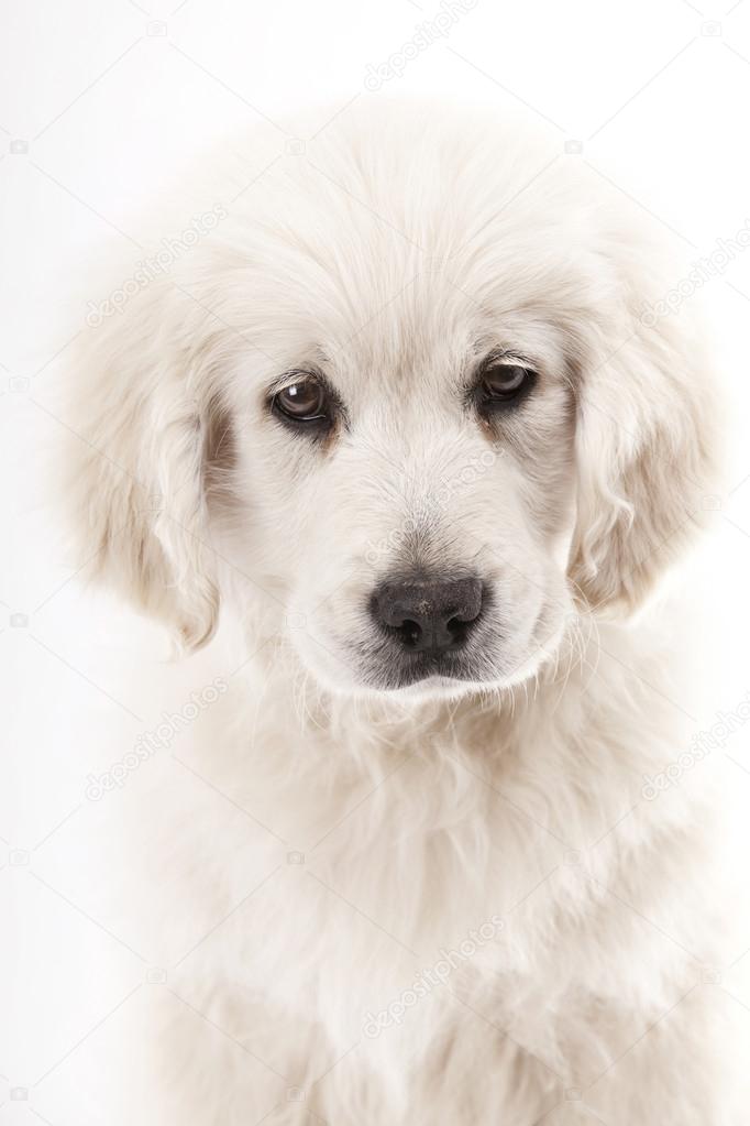 Golden Retriever Puppy 2 Months Old Stock Photo Image By C Rugercm 63212639
