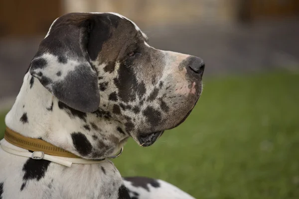 Profile of Great Dane — Stock Photo, Image