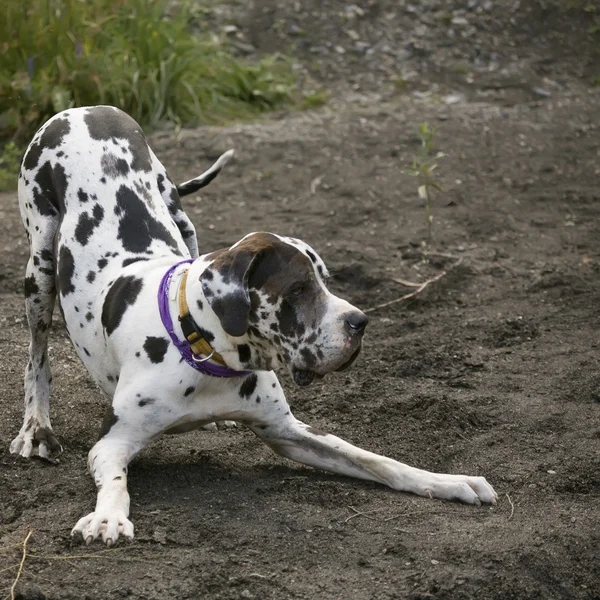 Danua veya dogue allemand oynamak