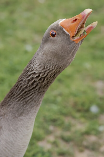 Анибал в дикой природе - Goose
