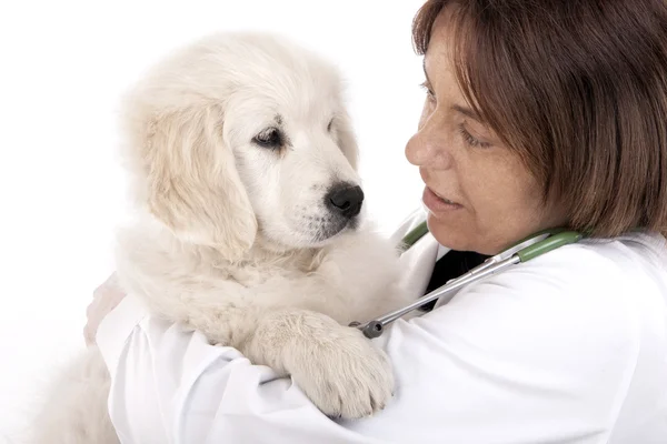 Vet holding a little puppy dog — Stock Photo, Image