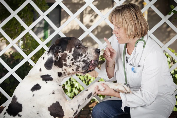 Närbild av blond kvinna veterinären och hund Stockbild