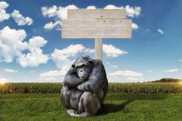 Idly chimpanzee, sitting in front of a wooden sign Royalty Free Stock Images