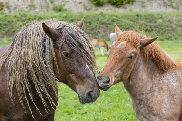 Un paio di cavalli che mostrano affetto — Foto Stock