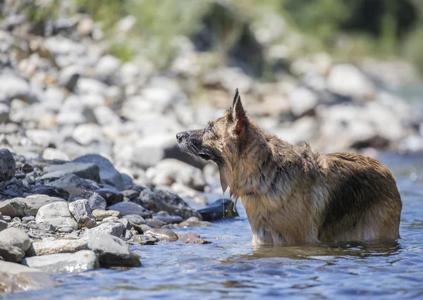 Der Hund im Wasser, schwimmen, planschen — Stockfoto