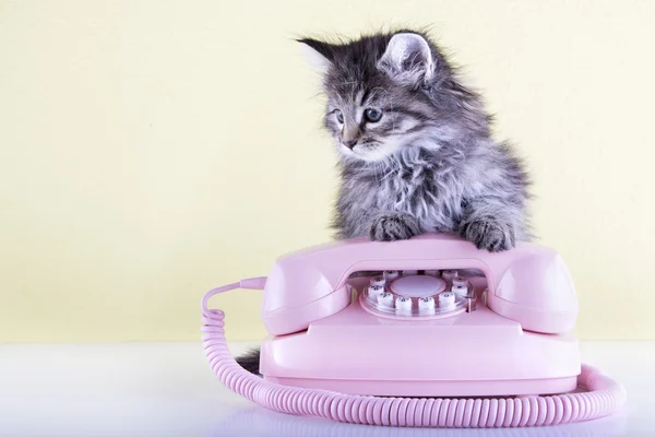 Retro pembe döner telefon ve tüylü yavru kedi
