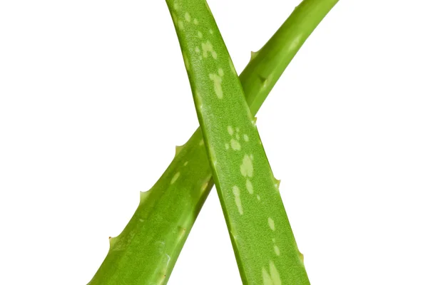 Aloe vera sobre fondo blanco — Foto de Stock