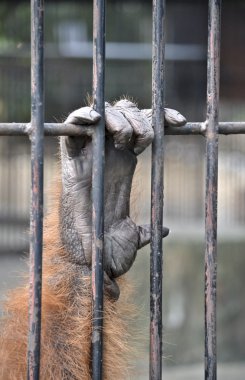 orangutan el kapma kafes