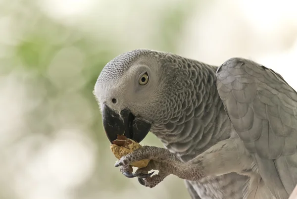 Kongo Afrika gri papağanı — Stok fotoğraf