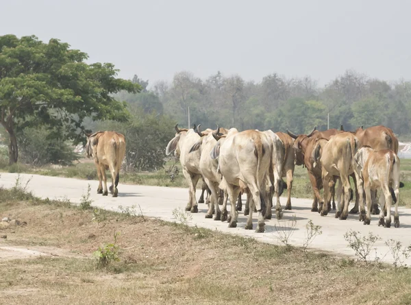 La manada de vacas sigue al líder — Foto de Stock