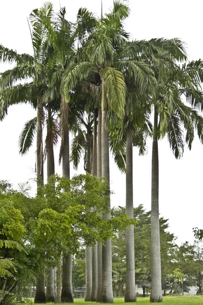 Küba royal palm tree — Stok fotoğraf