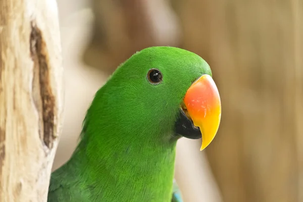 男性オオハナインコ緑のオウム — ストック写真