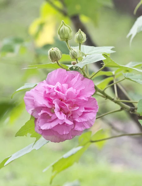 Confederate Rose Flower Stock Photos Royalty Free Confederate Rose Flower Images Depositphotos