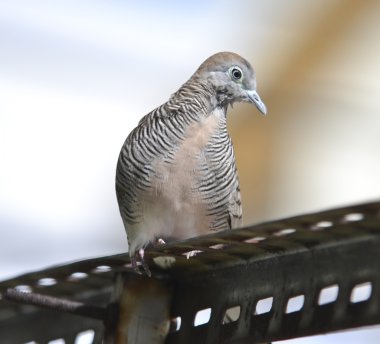 Zebra Dove Bird clipart