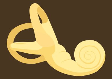 Cochlea Ear Ossicle clipart