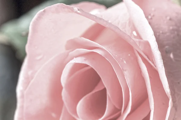Růžová růže v retro stylu — Stock fotografie