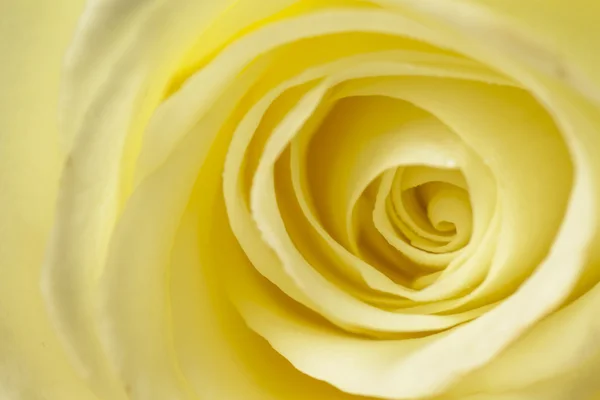 Creamy White Rose Close Up Royalty Free Stock Photos