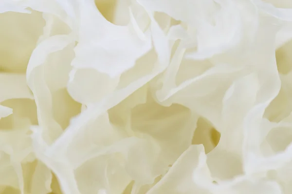 Houby sušené bílé želé zblízka — Stock fotografie