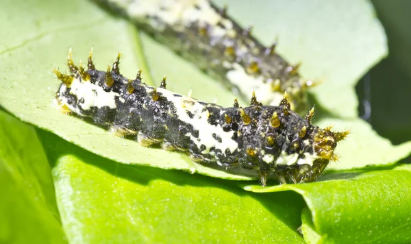 Black Papilio Demoleus Caterpillar — Stock Photo, Image