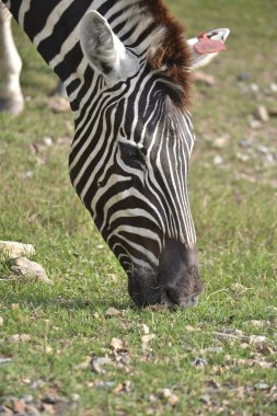 Ortak Zebra kafa