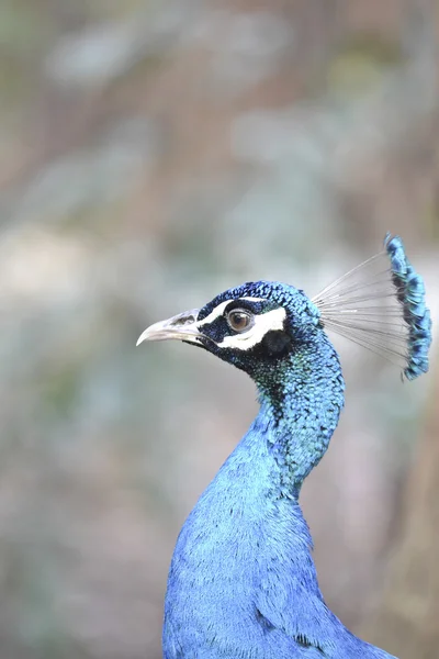 Hint tavus kuşu — Stok fotoğraf