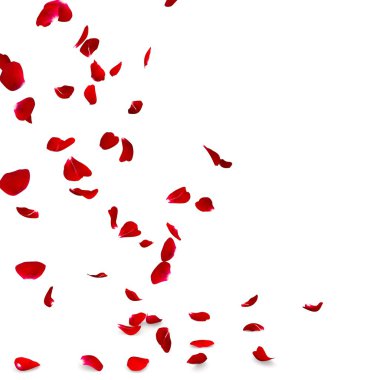 Gül yaprakları yere düşmek