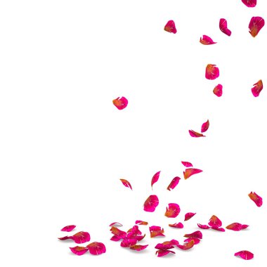 Gül yaprakları benekli yere düşmek