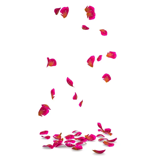 Petali di rosa maculato caduta sul pavimento — Foto Stock