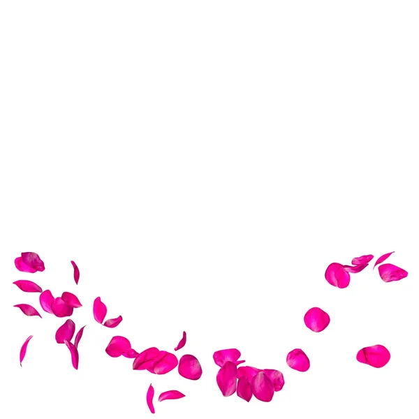 Los pétalos de rosa carmesí vuelan en círculo sobre un fondo blanco aislado — Foto de Stock