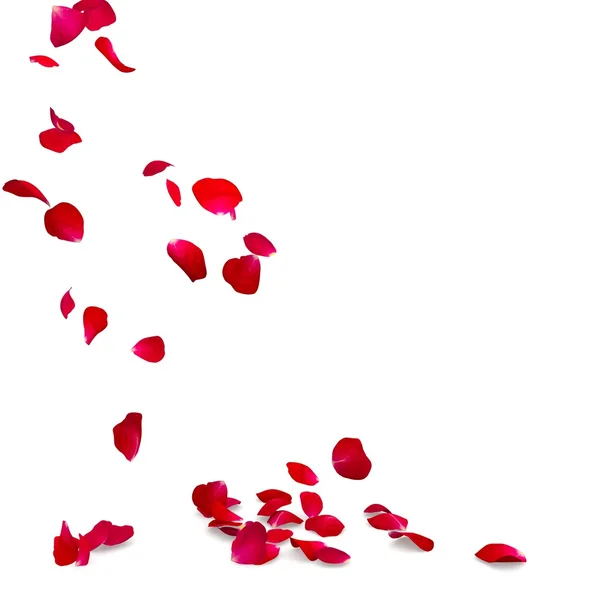 Gül yaprakları yere düşmek