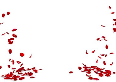 Gül yaprakları yere düşmek