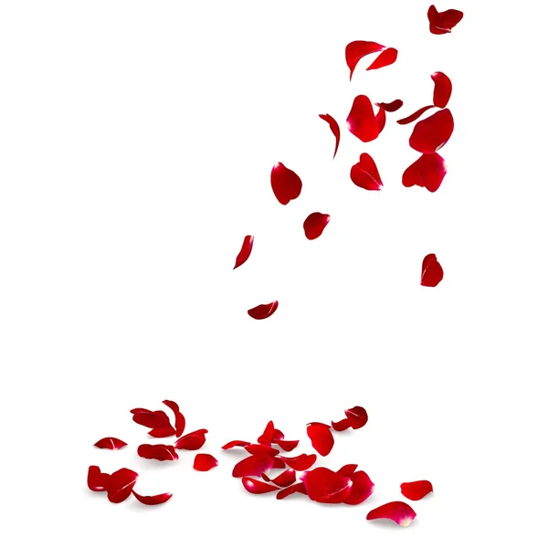 Rose petals fall to the floor — Stock Photo, Image