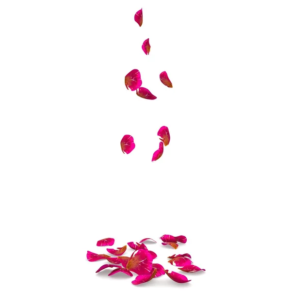 Petali di rosa maculato caduta sul pavimento — Foto Stock