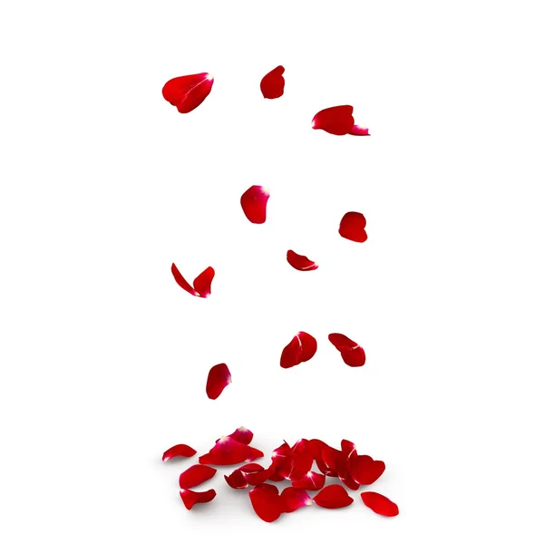 Rose petals fall to the floor — Stock Photo, Image