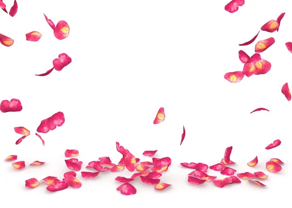 Rose petals fall to the floor — Stock Photo, Image