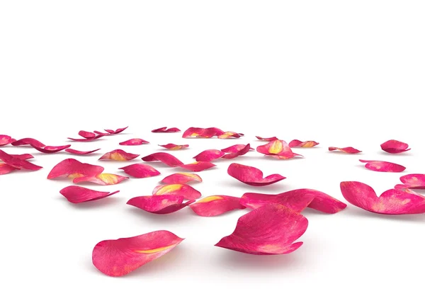 Pétales de rose rouge éparpillés sur le sol — Photo
