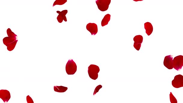 Red rose petals flying isolated on white background. The video is looped — Stock Video