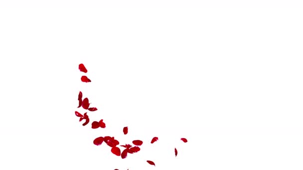Ciemny czerwony płatki róż pływające w spiralę, pozostawiając przestrzeń centrum dla tekstu lub zdjęć. Na białym tle — Wideo stockowe