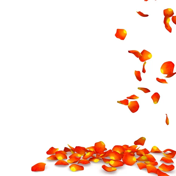 Orange rosenblad som flyger på golvet — Stockfoto