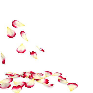 Gül yaprakları yere düşmek