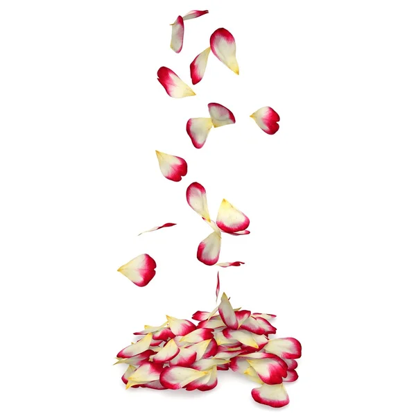 Rose petals fall to the floor — Stock Photo, Image