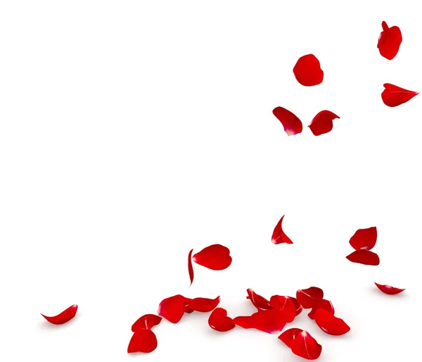 Rose petals fall to the floor — Stock Photo, Image