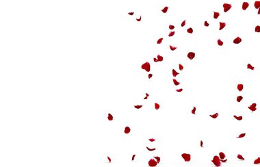 Gül yaprakları yere çok güzel düşer. İzole edilmiş beyaz arkaplan