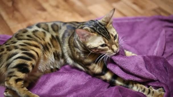 Γάτα θρυμματίζεται μωβ κουβέρτα και παίρνει μεγάλη ευχαρίστηση — Αρχείο Βίντεο