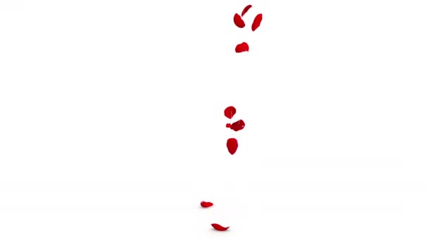붉은 장미 꽃잎은 중앙에서 한 번에 하나씩 떨어진다. 격리되어 있는 하얀 배경 — 비디오