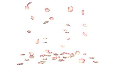 Kırmızı ve beyaz gül yaprakları uçar ve yere düşer. Beyaz izole arkaplan