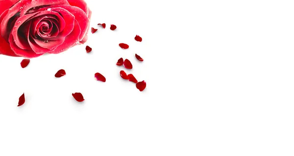 一朵红玫瑰 花瓣散落 空白明信片为您的设计 孤立的白色背景 — 图库照片
