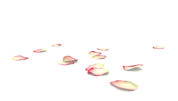 Пелюстки Білої Троянди Червоною Межею Лежать Підлозі Ізольований Білий Фон — стокове фото