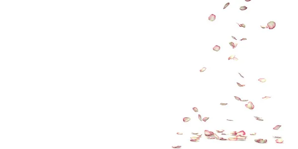 Rote Und Weiße Rosenblätter Fliegen Und Fallen Boden Weißer Isolierter — Stockfoto