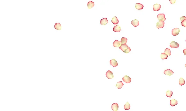 红色边框的白玫瑰花瓣散落在地板上 左边是一个空的设计空间 孤立的白色背景 — 图库照片
